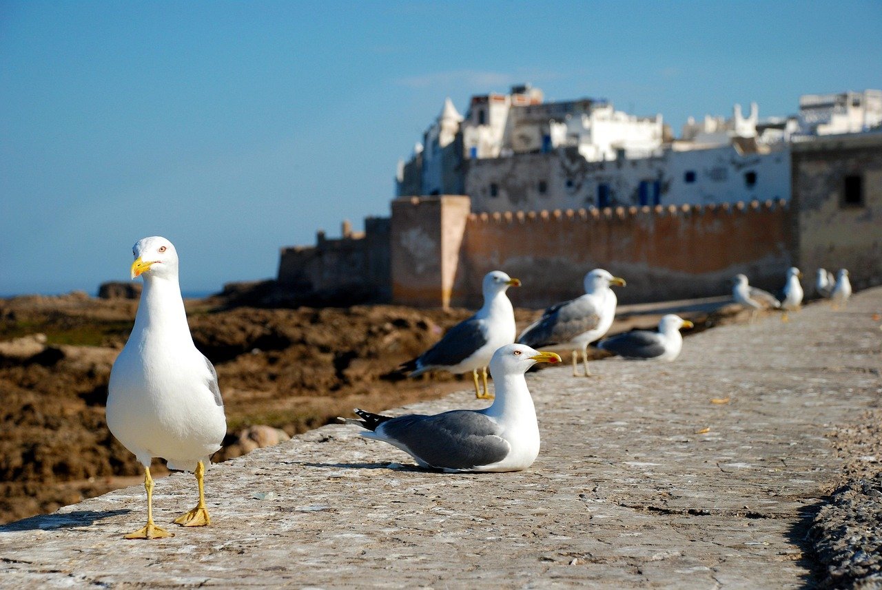essaouira, morocco, africa, costa, sea, seagull, nature, travel