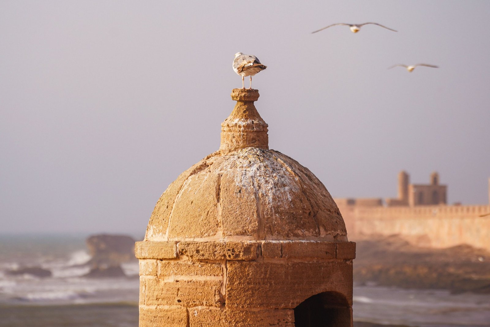 Seagull on dome with Essaouira fortress in the background, capturing coastal beauty.