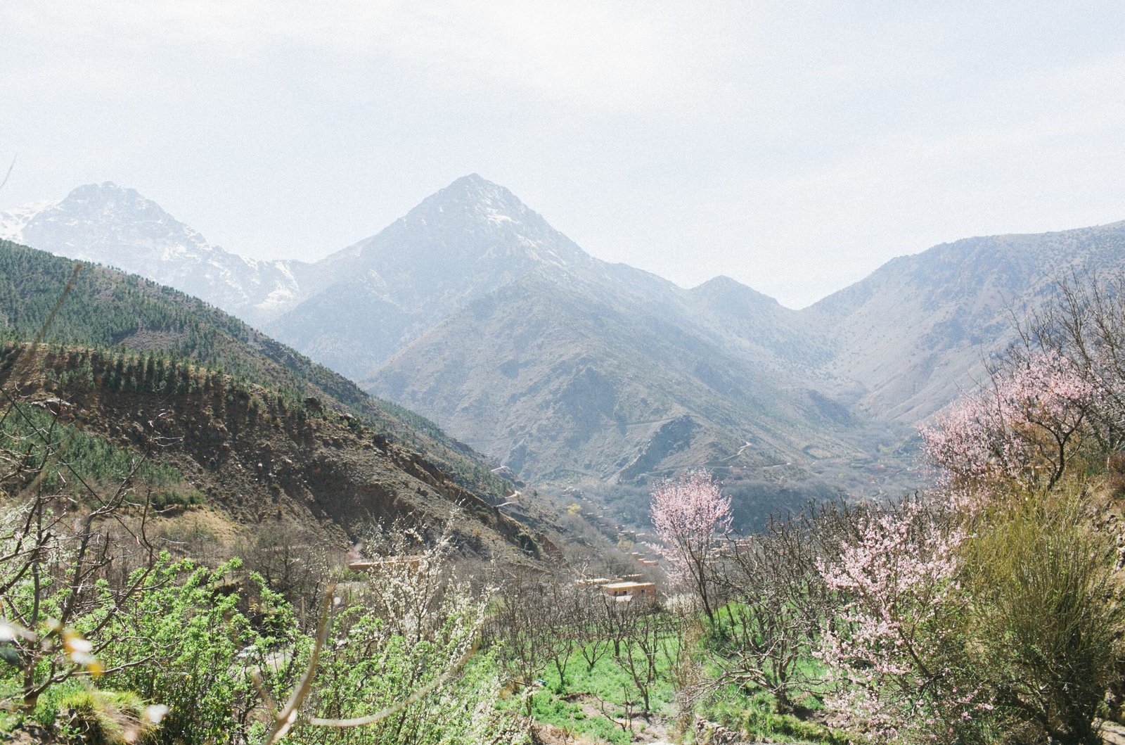 Picturesque scenery of green valley with trees and bushes in haze of bright sunlight
